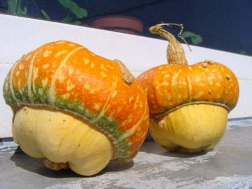 Buy4seeds 2 Seeds Ornamental Gourd Turkish Turban cucurbita Pepo