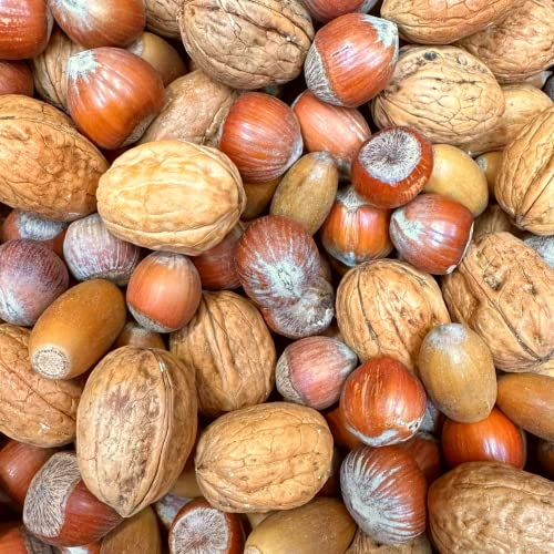 Supravit Frische Nüsse-Mix Eichhörnchen Futter 1kg | Futter für Eichhörnchen mit Haselnüsse, Walnüsse mit Schale für Eichhörnchen | Ganzjähriges Eichhörnchenfutter