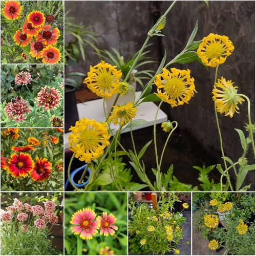 kokardenblume - frühlingsblumen bonsai blumendeko garten gartenpflanzen garten deko balkon kokardenblume kräutergarten 55samen