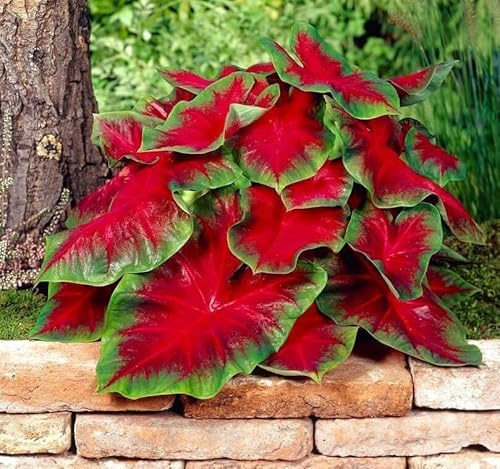 Florida Cardinal Caladium Bulbi per piantare – foglie perenni a forma di cuore, fogliame rosso e verde vibrante per giardini all'ombra, contenitori ed esposizioni interne (5 lampadine)