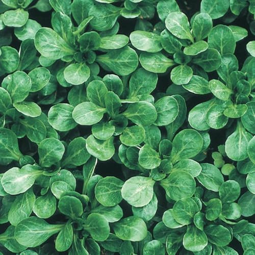 Buy4seeds 600 Seeds Corn Salad Lambs Lettuce Easy to Growing (600 Seeds)