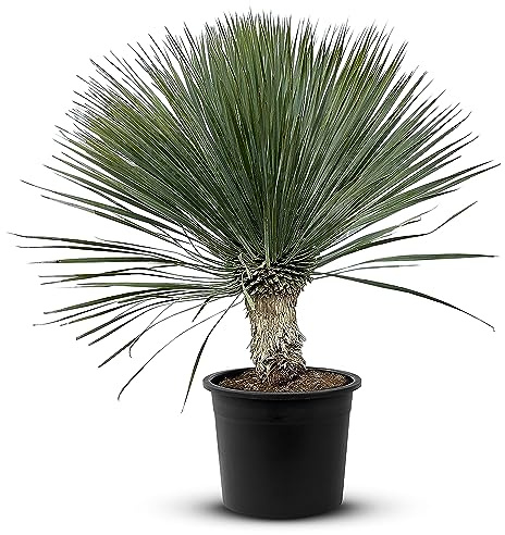 Tropictrees Schnabel-Yucca Rostrata mit Stamhöhe von 20-30 cm | Auffällige und dürreresistente Yucca Palme mit schwertförmigen Blättern | Himmlische Zimmerpflanze für Ihre Landschaft
