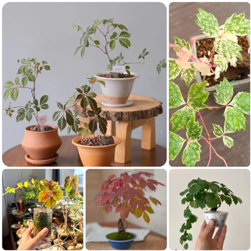 vite selvatica, vite vergine - giardino resistenti in vaso Parthenocissus tricuspidata rampicante sempreverde e resistente prodotti sostenibili decorazioni 350semi