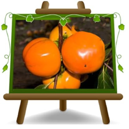 EURO PLANTS VIVAI Kaki Mela var O'Gosho - Pianta da Frutto Antico su Vaso da 20 cm. - *Altezza: 100~140 cm. - Età 2 Anni