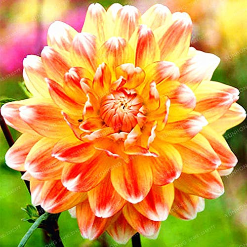 New 10 pcs Two Color Dahlia Flower Seeds for Gardening Light Orange