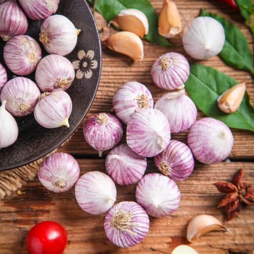 aglio - piantare l'aglio invernali per giardino di da interno Coltivare invernali semi di per vegetali 100semi