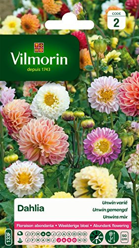 Vilmorin 5258442 Dahlia Multicolore, 50 cm