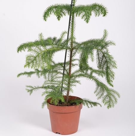 20 graines de plantes Araucaria fraîches