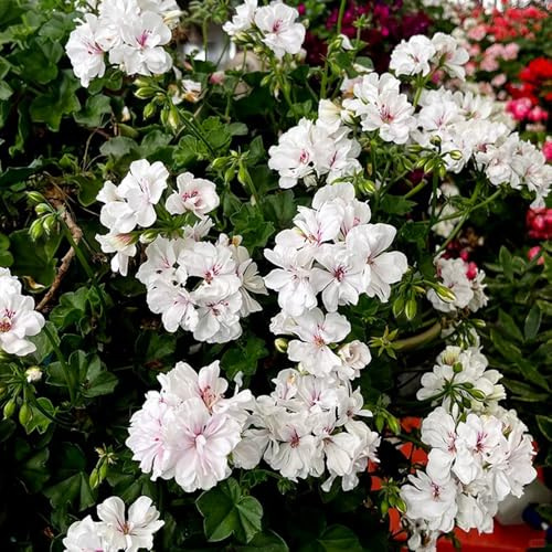 semillas geranios jardín de cortadas de bonsái perenne silvestres geranio arbusto mariposas trepadora invernaderos balcón bonsái interior 40pcs