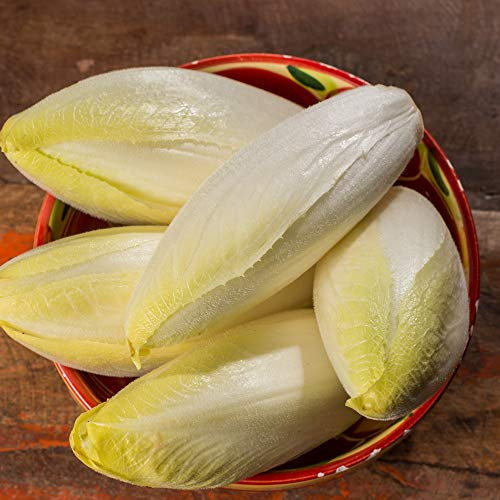 Endive Seeds - Witloof Chicory - 1 Oz ~25,500 Seeds - Cichorium endivia - Farm & Garden Vegetable Gardening & Microgreens Seed - Non-GMO, Heirloom, Open Pollinated, Annual