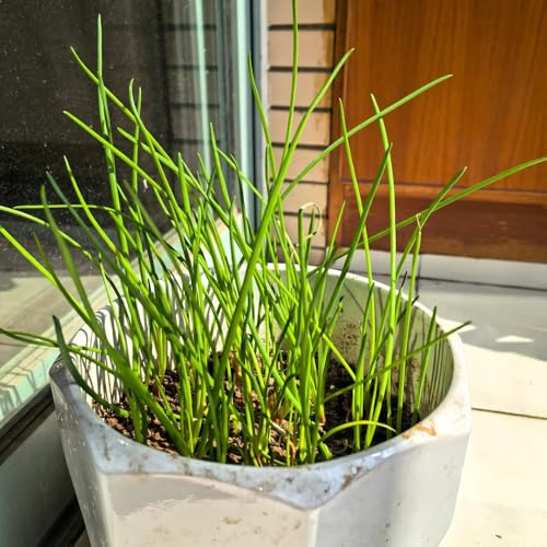 Semi di cipollina biologici, semi di perenni 100pcs