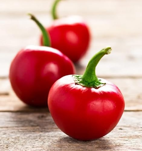 Semi Peperoncino Tondo Ciliegia (100 pz) – Piccante Leggero – Peperone Piccante Rosso – Coltivazione Facile in Vaso, Orto e Giardino – Alta Produzione