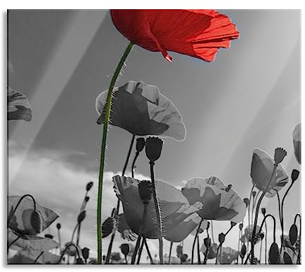 Magnifique plaque de recouvrement de plaque de cuisson et protection anti-éclaboussures en verre véritable - Pour plaques de cuisson - 60 x 52 cm