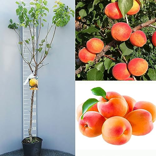 SAVINI VIVAI Plantes Fruitières, Plante Abricot Géante en Pot, 22-24 cm 2-3 Ans, Hauteur 130-150 cm