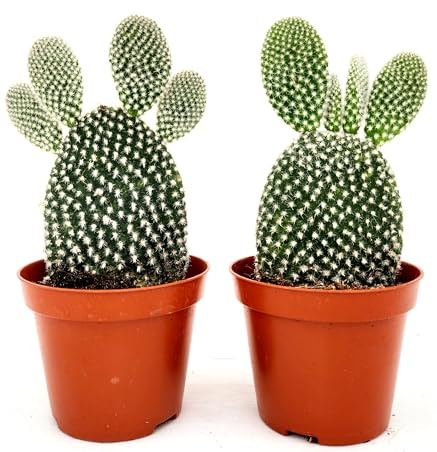 POWERS TO FLOWERS - FICO D'INDIA, OPUNTIA COMPATTA A SPINA BIANCA, 2 PIANTE, VASO 10,5CM DIAMETRO, piante vere