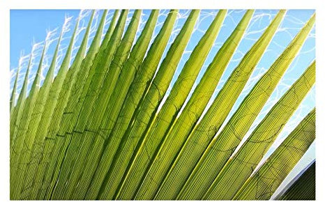 Pcs - 25x Palmier Washingtonia Robusta Jupon Palme Jardin Plantes - Graines ID216 - Seeds & Plants Shop by Ipsa