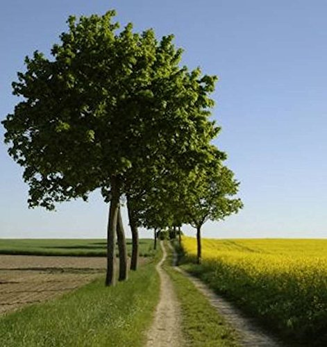 Hochstamm Kugelahorn Globosum 80-100cm - Acer platanoides - lebende Gartenpflanze aus den Baumschulen