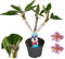 Plant in a Box - Plumeria Frangipani Lila - Hawaii - Tropische Zimmerpflanze - Stark duftende Blüten - Topf 17cm - Höhe 55-70cm