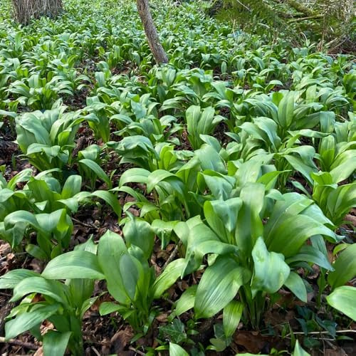 Semillas de ajo silvestre, perenne, resistente raras exóticas 150pcs