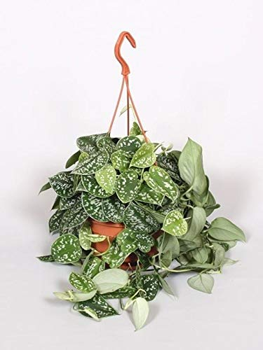 Gefleckte Efeutute 50-60 cm Ampel – Scindapsus pictus 'Argyraeus', Pflegeleichte Grünpflanze für Hängeampeln, Dekorativ & Luftreinigend