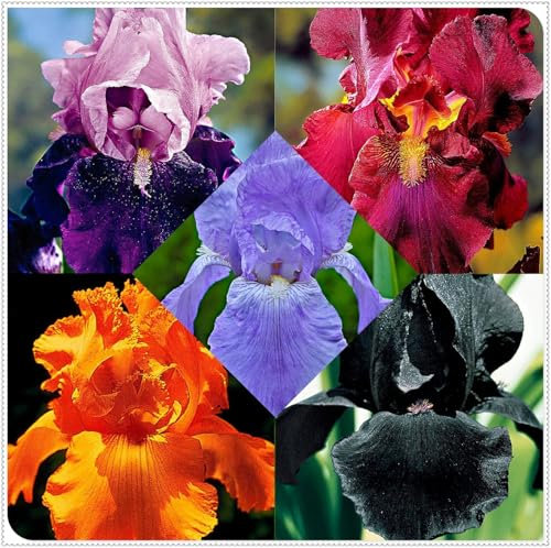 5 StüCk Iriszwiebeln, Bunte IrisblüTen, Elegant, Zwiebeln, Winterhart, Leicht Zu üBerleben, SchmetterlingsföRmig,Geheimnisvoll, Stauden, Winterharte Gartenpflanzen-A