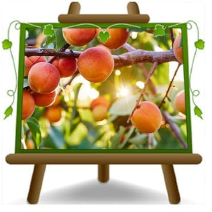 Abricot Pisana Tardiva - Fruitier avec une greffe de myrobalan sur un 20 pot - Arbre max 170 cm - 2 ans
