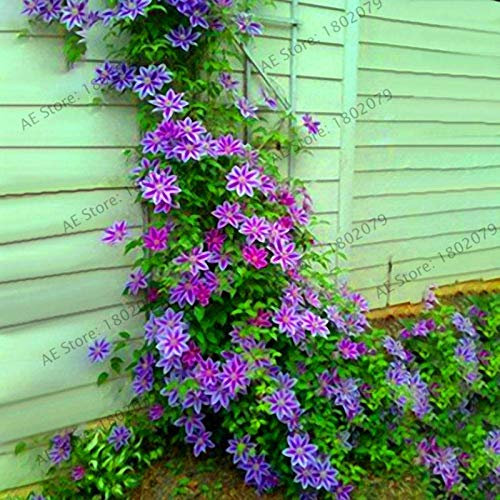 Kalash New 100 pcs clématite hybridas escalade graines de fleurs pour le jardinage de lavande lumière