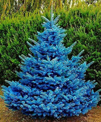 Portal Cool Semi Blue Spruce Colorado Picea Glauca Pungens Albero Casa Giardino 100 Pz
