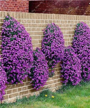 200 Creeping Thyme Seeds Flower Seeds Rock Cress Ground Cover Seeds Carpet Evergreen Plant Easy to Grow for Garden Lawn