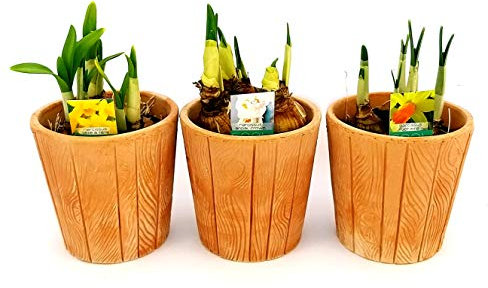 POWERS TO FLOWERS - SET 3 BULBI NARCISO IN VASO COCCIO NATURALE, pianta vera