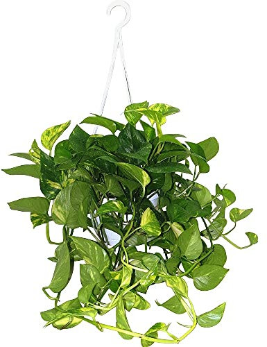 Pianta di POTHOS rampicante foglie GIGANTI Potus in vaso Basket 14 cm FOTO REALE