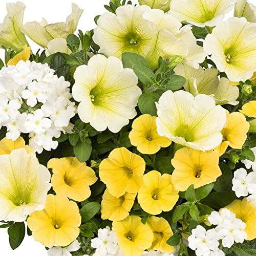 Trio Sunshine | Garden Ready Outdoor Bedding Hanging Basket Plants in Pots | Colourful Potted Flowering Varieties