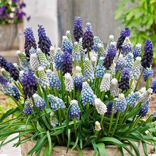 Bloomique - Mélange de 50 - Mélange Muscari - Jacinthe de raisin - Raisins bleus - Blanc, Bleu - Bulbes à fleurs - Floraison printanière - Plantes vivaces - Pousse jusqu'à 10-15 cm