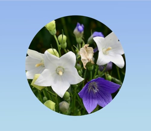 graines CAMPANULE A GRANDE FLEUR SIMPLE 0,25 grammes soit environ 430 graines - plante vivace couvre sol rocail