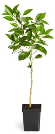 Naranjo Vivo Árbol Natural que Alegra tu Hogar con su Producción Frutal