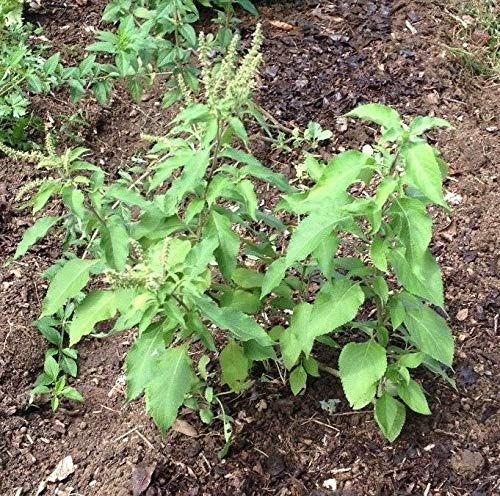 Portal Cool Dal 20 De Africain basilico (Ocimum gratissimum) Vana Tulsi Basilico, Benzoino