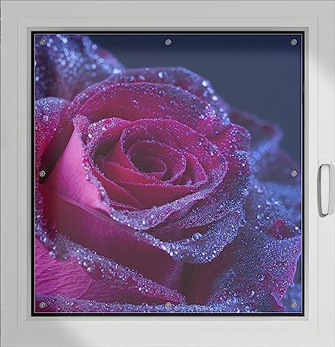 Wallario Lichtschutzbild, Dekorativer Sichtschutz Sonnenschutz 96 x 100 cm mit Motiv: Rote Rosenblüte im Regen - Verdunklungsrollo ohne Bohren