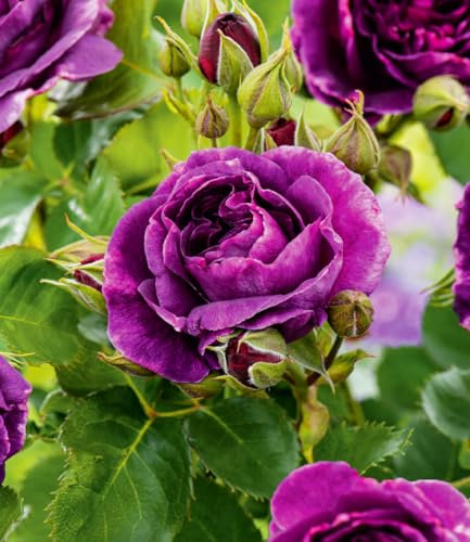 BALDUR Garten Beetrose 'Minerva®',1 Pflanze, betörender Duft, üppige gefüllte Blüten den ganzen Sommer über, robust, mehrjährig, winterhart, Blickfang im Beet & Kübel