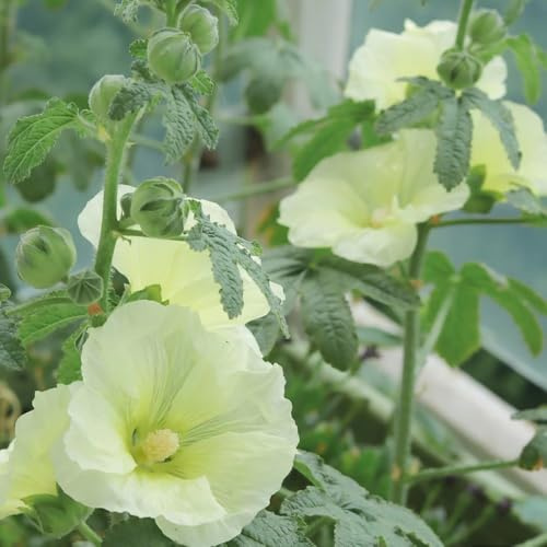 semi di malvarosa, resistenti in vaso giardino vecchie varietà di 550pcs