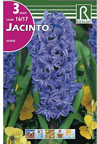 Bulbo de jacinto Ostara (bolsa 3 bulbos)
