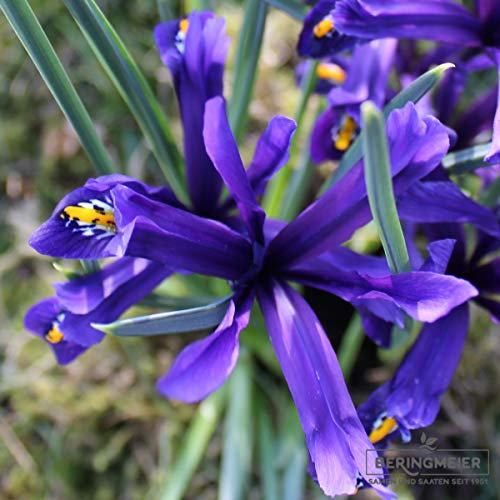 Blumenzwiebeln Iriszwiebeln Iris reticulata (Netzblatt-Iris) (50 Zwiebeln)