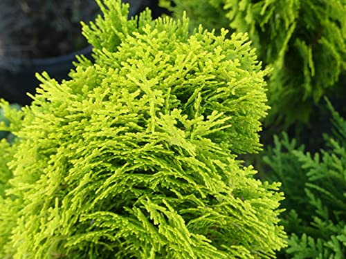 Thuja orientalis Aurea Nana - Gelber Zwerg-Lebensbaum - 60-80cm
