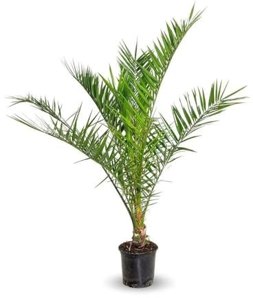 Attitude Jardin - Phoenix canariensis - palmier - 90-100 cm - ⌀ 18 cm - plante d'extérieur