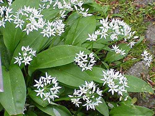 Garlic Wild - RAMSONS (Allium URSINUM) … by Pretty Wild Seeds (2g)