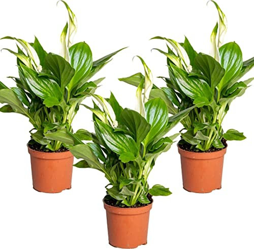 Trio de Spathiphyllum Plantas Naturales para el Hogar Lirios de la Paz