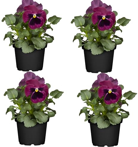 CUATRO Unidades de Viola o Pensamiento Natural Flores de Navidad para Ideales para tu Jardín