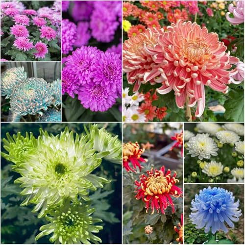 chrysanthemen winterhart - balkon winterharte stauden gartensamen blumensaat zimmerpflanze wiesenblumen bienen wiese balkonpflanzen winterhart hochbeet balkon 65samen