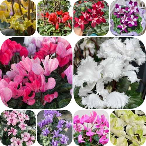 semillas de ciclamen de extraño variedades antiguas para lugares soleados balcón decoración sala estar decoraciones jardín para exteriores orgánico 500pcs