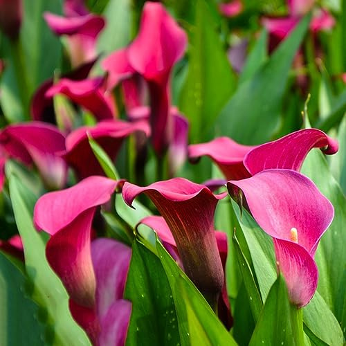 bulbi di calla tappezzanti Zantedeschia aethiopica, balcone interno resistenti, d'appartamento 3pcs
