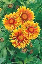 Kokardenblume -Gelbe w/orange Zentrum 30 Samen- Comb S/H - siehe OUR STORE